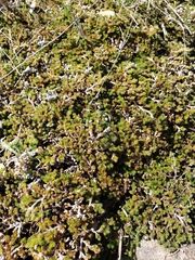 Selaginella peruviana