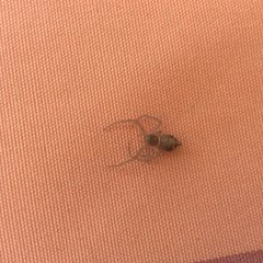 Arachnida