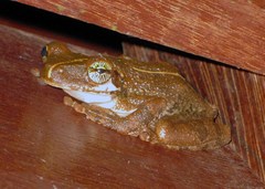 Manaus Slender-Legged Treefrog photo 4