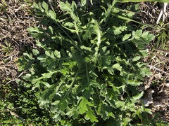 Engelmannia peristenia