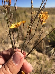 Linum berlandieri filifolium