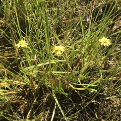 Blennosperma bakeri