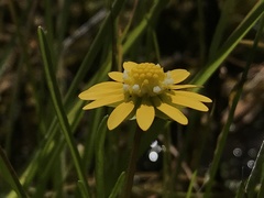 Blennosperma bakeri