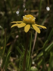 Blennosperma bakeri