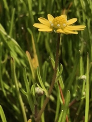Blennosperma bakeri