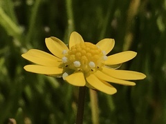 Blennosperma bakeri