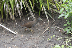 Amaurornis moluccana