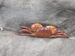 Cyclograpsus