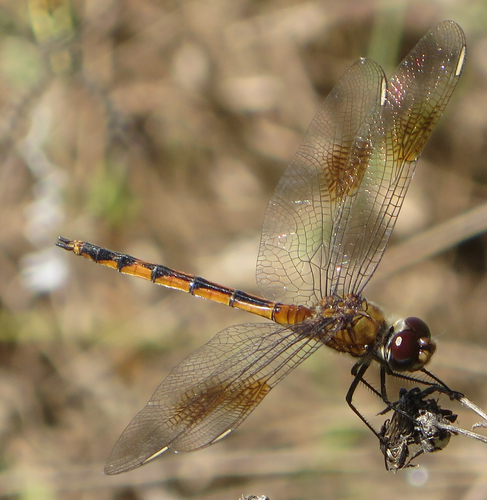 Four-spotted Pennant photo 4