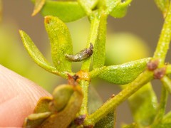Asphondylia silicula