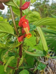 Drymonia doratostyla