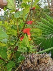 Drymonia doratostyla