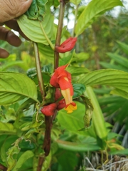 Drymonia doratostyla