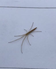Tetragnatha caudata