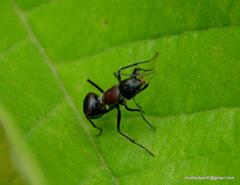 Camponotus mutilarius