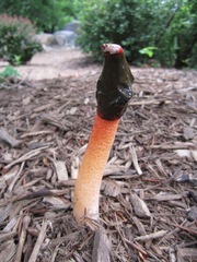 Phallus rubicundus image