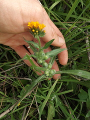 Schizomyia macrofila