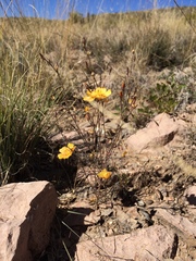 Linum berlandieri filifolium