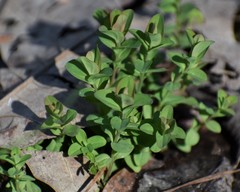 Hypericum crux-andreae
