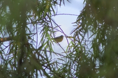 Cardellina pusilla