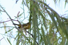 Cardellina pusilla