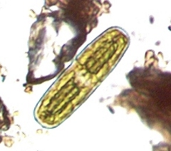 Penium polymorphum
