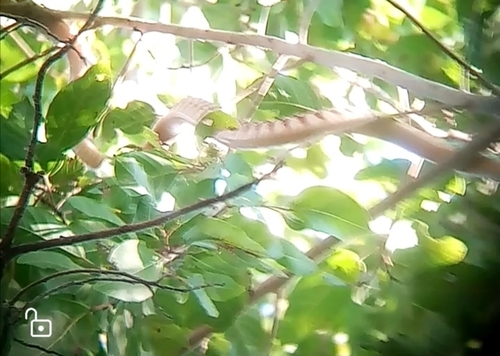 Brown Tree Snake sighting