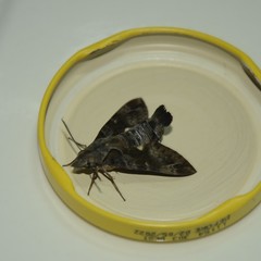 Macroglossum errans