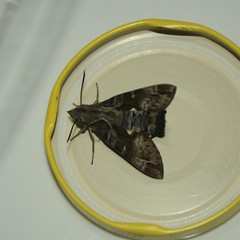 Macroglossum errans