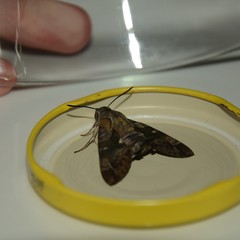 Macroglossum errans