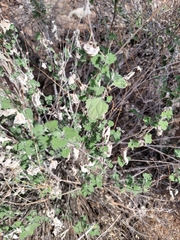 Ambrosia cordifolia