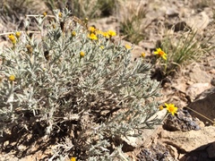 Thymophylla setifolia greggii