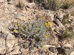 Thymophylla setifolia greggii