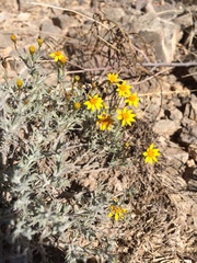 Thymophylla setifolia greggii