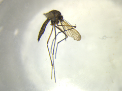 Aedes antipodeus