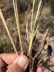 Muhlenbergia emersleyi