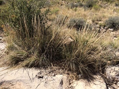 Muhlenbergia emersleyi