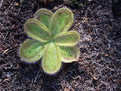 Drosera squamosa