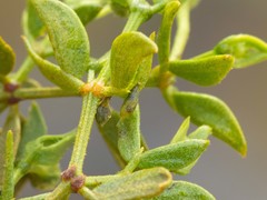 Asphondylia silicula