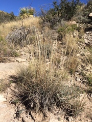 Muhlenbergia emersleyi