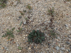 Limonium duriusculum