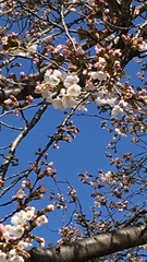 Prunus