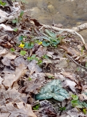 Viola rotundifolia