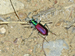 Cicindela scutellaris scutellaris