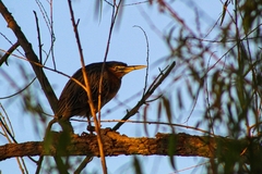 Butorides virescens