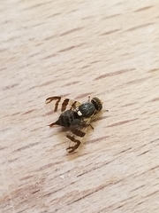 Rhagoletis indifferens