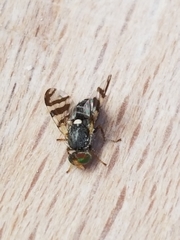 Rhagoletis indifferens