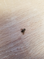 Rhagoletis indifferens