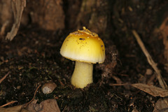 Amanita flavella