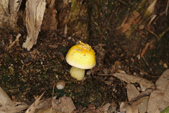 Amanita flavella
